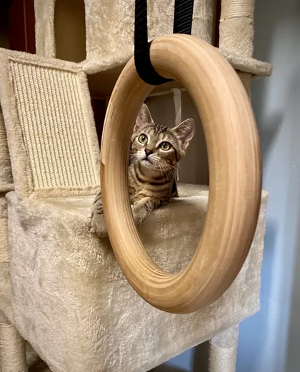 Simulated feed post: a cat inside a wooden ring
