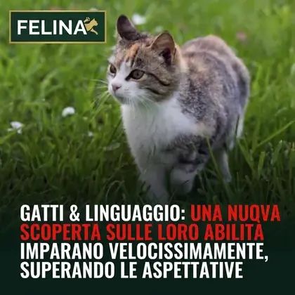 Simulated feed post: magazine cover about cats